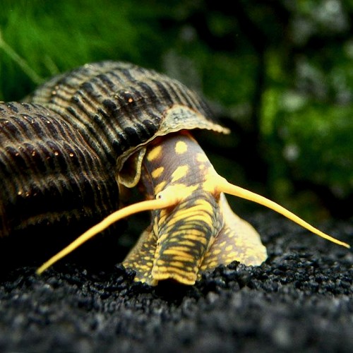 Tylomelania sp.yellow spotted